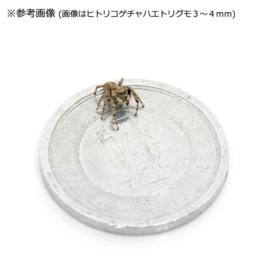 （昆虫）ミスジハエトリグモ　未成熟　ＷＣ個体（１匹）　北海道・九州航空便要保温｜chanet｜04
