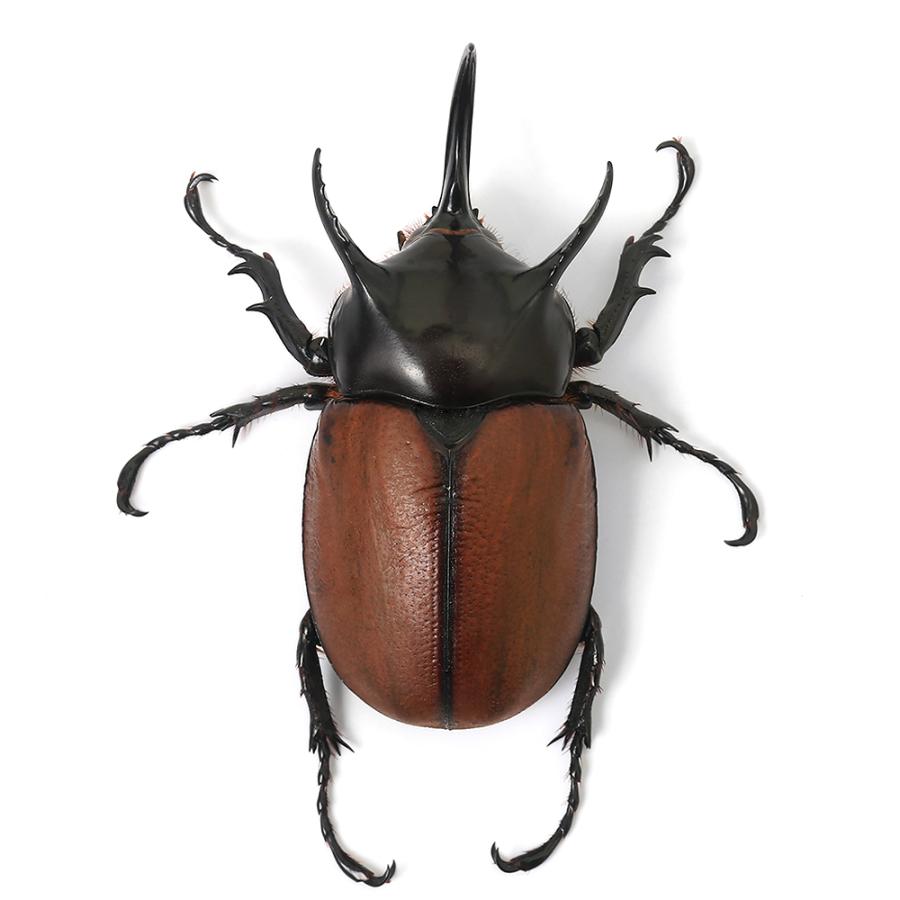 昆虫）サンボンツノカブトムシ アルファック産 成虫 WD 55
