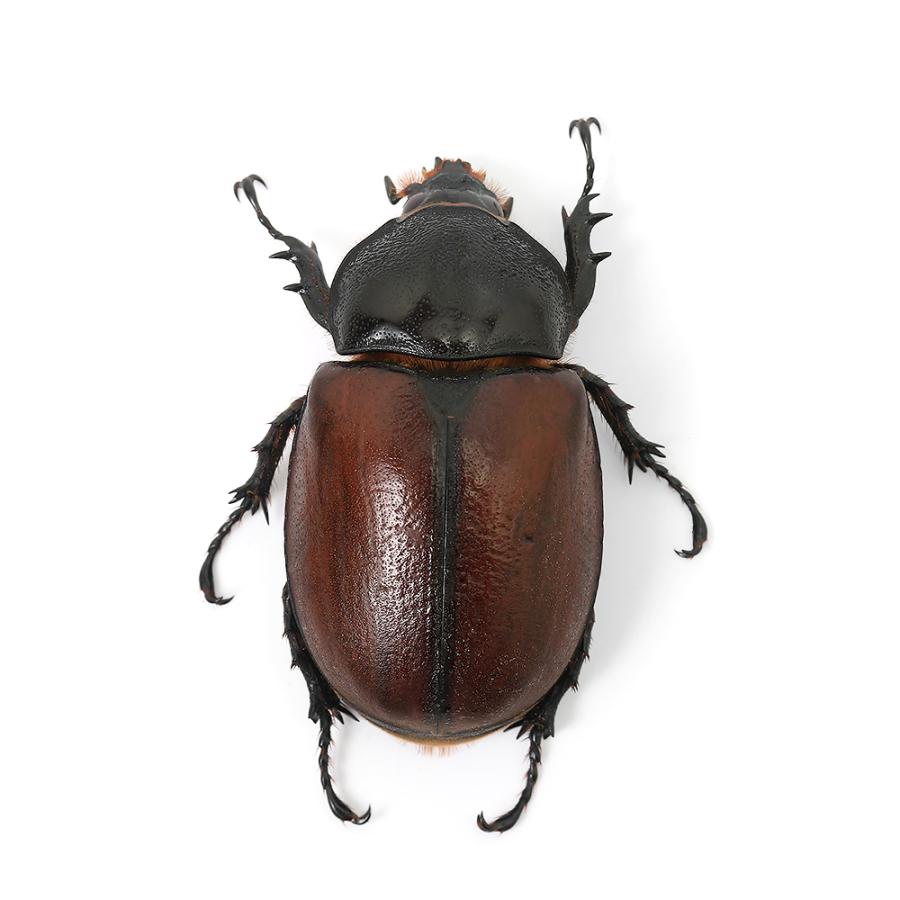 昆虫）サンボンツノカブトムシ アルファック産 成虫 WD 55