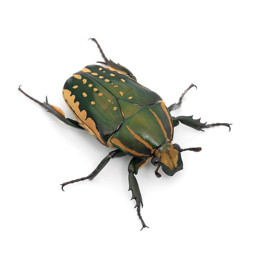 昆虫）（オス単品）ポリフェムスオオツノカナブン（コンフルエンス