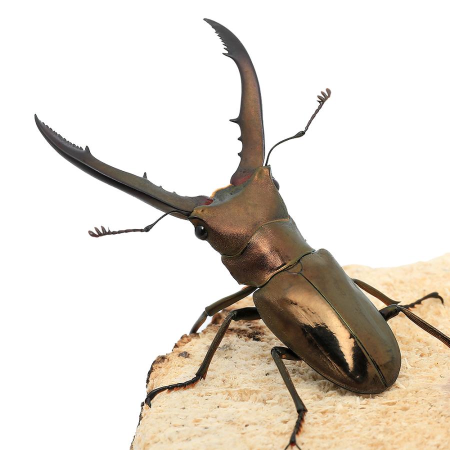 昆虫）メタリフェルホソアカクワガタ（亜種フィナエ）ペレン産 成虫