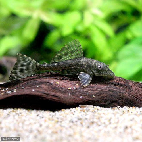 熱帯魚 セルフィン プレコ ブリード １匹 北海道 九州 沖縄航空便要保温 良質