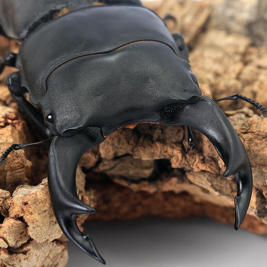 （昆虫）国産オオクワガタ　産地累代数不明　成虫　７５〜７９ｍｍ（１ペア）　北海道・九州航空便要保温（Yahoo!・チャーム charm ヤフー店）