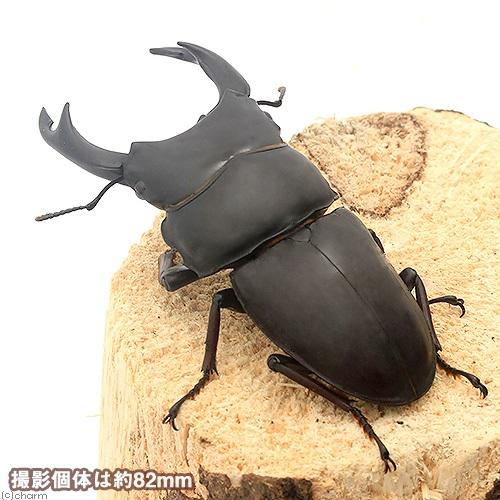 （昆虫）国産オオクワガタ　大阪府能勢町産　成虫　ＳＲ血統　オス８５．２ｍｍ　メス５４．８ｍｍ（１ペア）　沖縄別途送料 