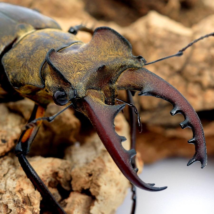 ◆ 天然！　ミヤマクワガタ　カブトムシ　成虫　50頭前後　◆ 昆虫）国産ミヤマクワガタ 愛媛県産 成虫 WC 55〜59mm（1ペア