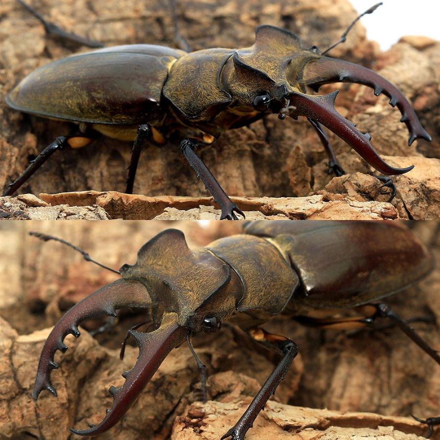 昆虫）国産ミヤマクワガタ 愛媛県産 成虫 WC 55〜59mm（1ペア