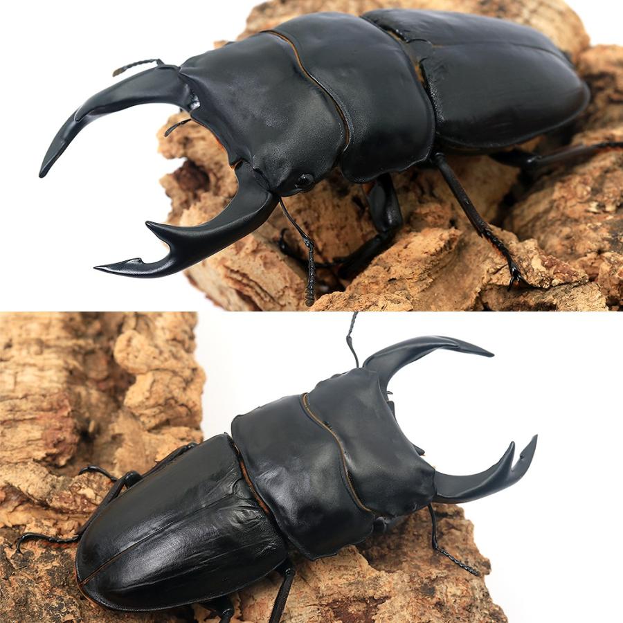 昆虫）国産オオクワガタ 大阪府能勢町産 成虫 SR血統 オス82mm
