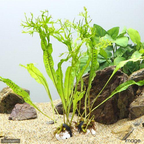 192円 休日 水草 石付 ミクロソリウム ウェンディロフ １個