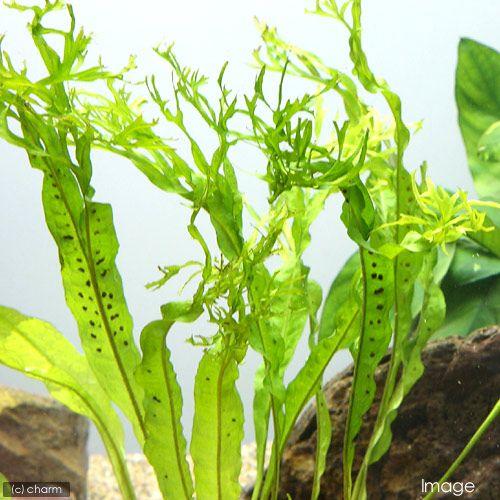 チャーム（ペット） （水草）石付 ミクロソリウム ウェンディロフ（5