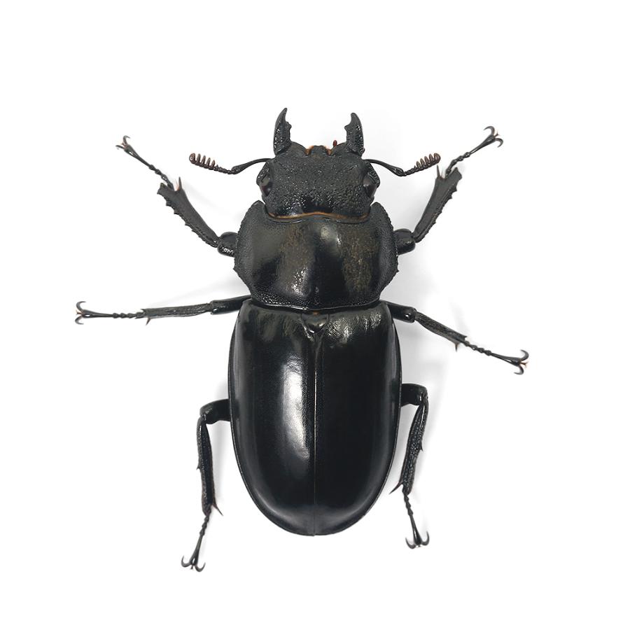 豪州産 カタハリクワガタ 18mm 豪州産 カタハリクワガタ 18mm カタハリ