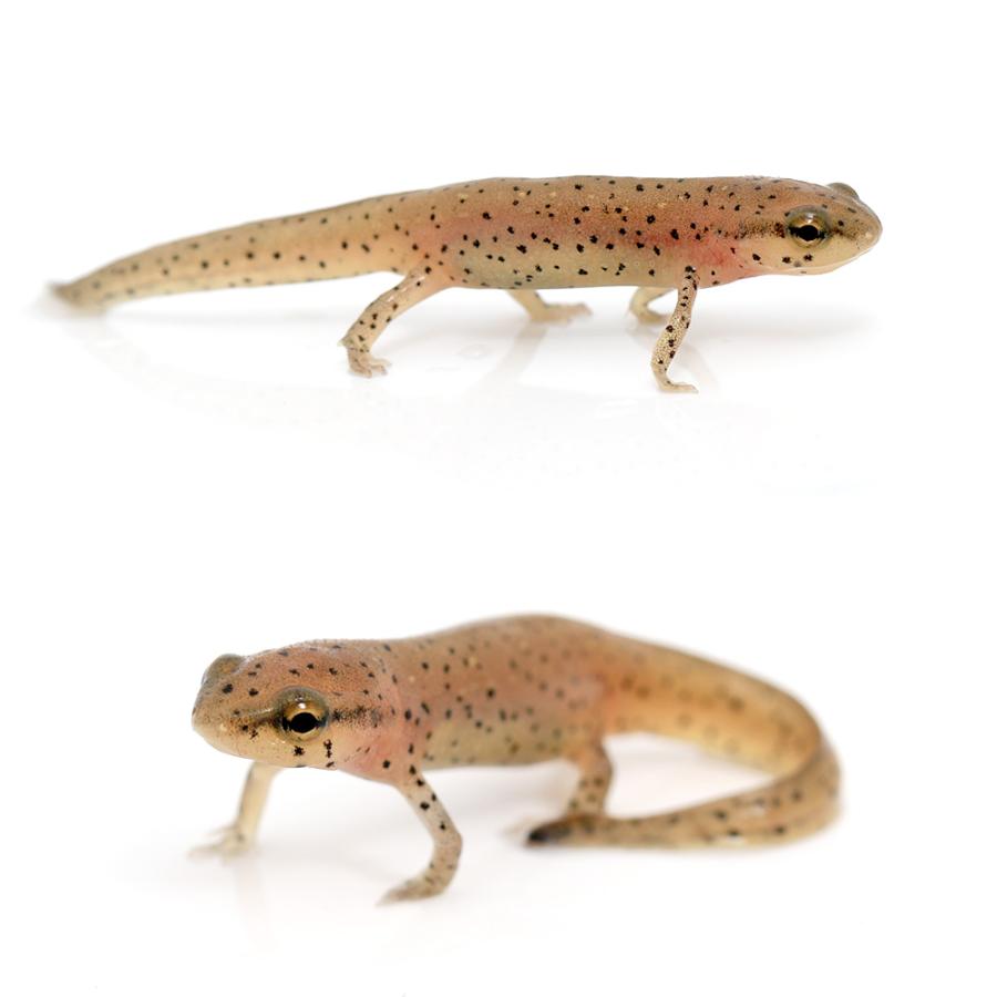（両生類）フロリダブチイモリ　ペニンシュラ　Ｓサイズ（１匹）　北海道・九州航空便要保温 | チャーム（ペット） | 01