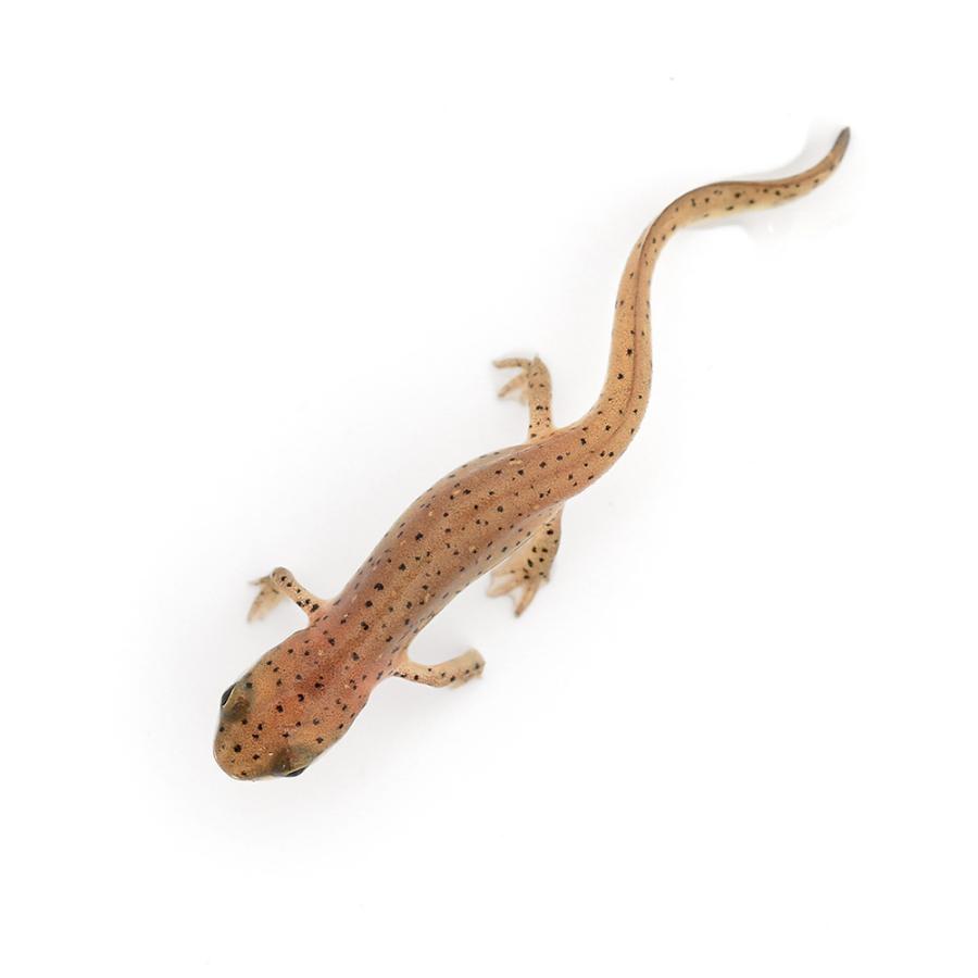 （両生類）フロリダブチイモリ　ペニンシュラ　Ｓサイズ（１匹）　北海道・九州航空便要保温 | チャーム（ペット） | 02