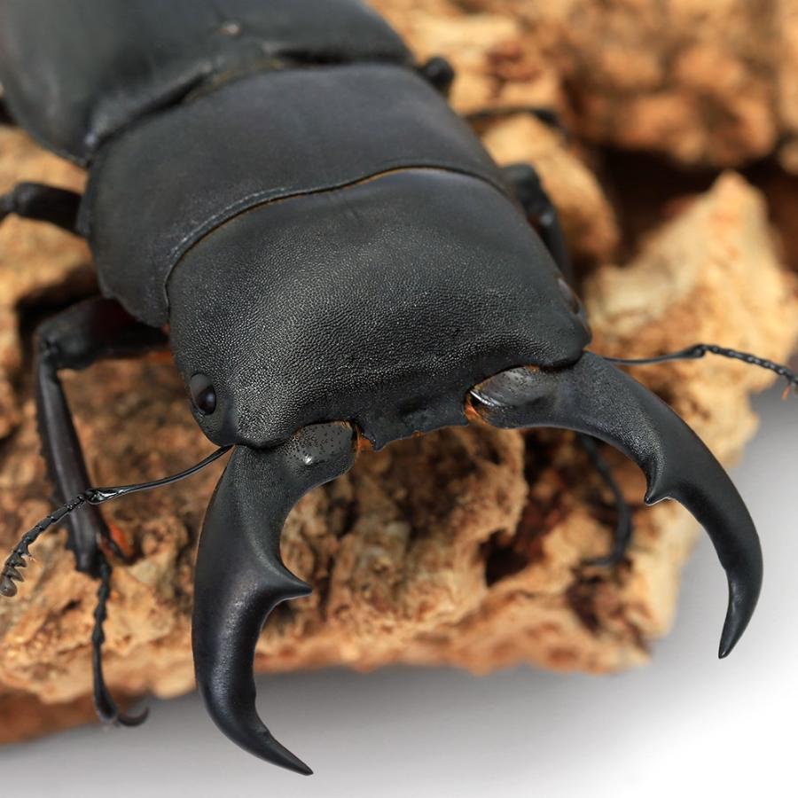 昆虫）サキシマヒラタクワガタ 沖縄県与那国島産 成虫 65〜69mm
