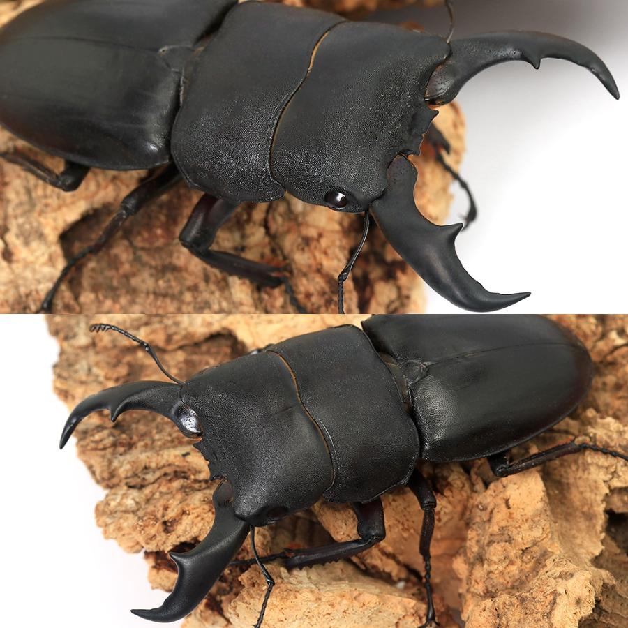 昆虫）サキシマヒラタクワガタ 沖縄県与那国島産 成虫 65〜69mm
