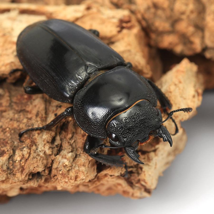 昆虫）サキシマヒラタクワガタ 沖縄県与那国島産 成虫 65〜69mm