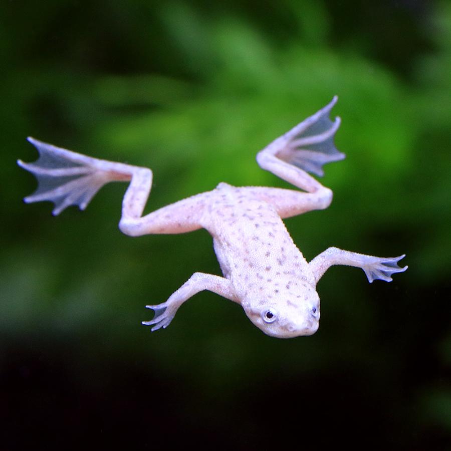 チャーム(ペット) (両生類)ホワイトヒメツメガエル リューシ チャーム(ペット) (両生類)ホワイトヒメツメガエル リューシ