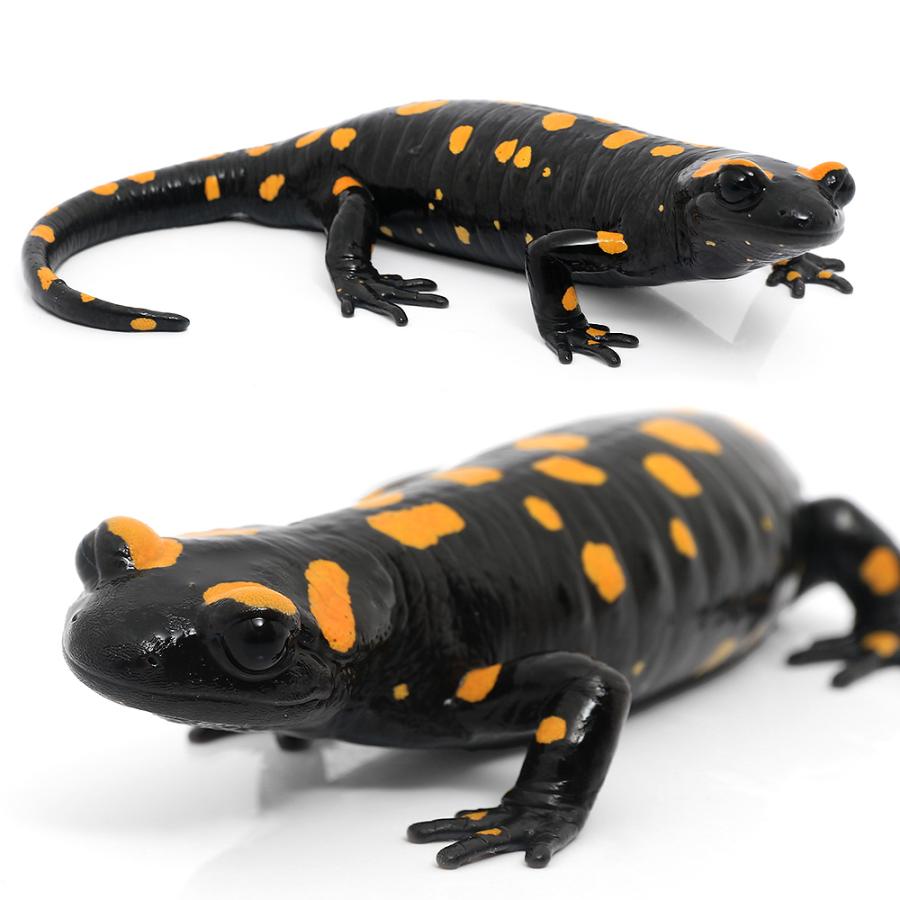 （両生類）ムジハラファイアサラマンダー　ＷＣ個体　Ｌサイズ（１匹）　北海道航空便要保温 | チャーム（ペット） | 01