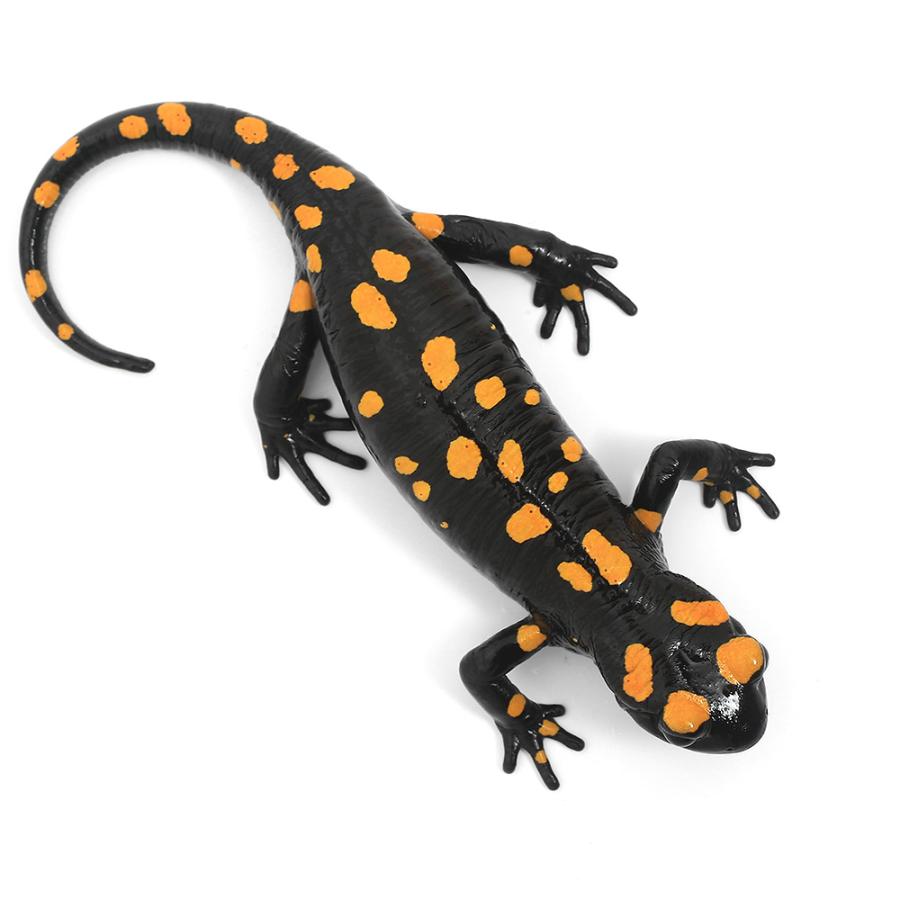 （両生類）ムジハラファイアサラマンダー　ＷＣ個体　Ｌサイズ（１匹）　北海道航空便要保温 | チャーム（ペット） | 02