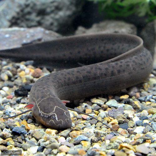 プロトプテルス ドロイ 古代魚