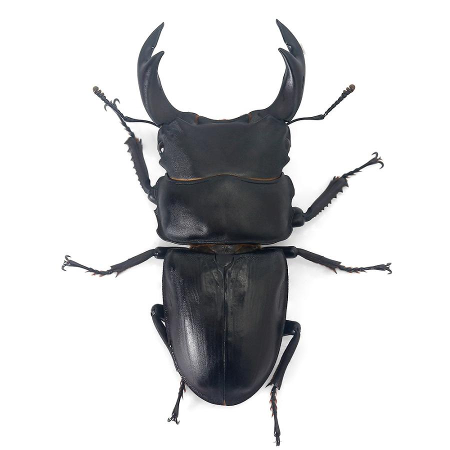 オオクワガタ WF1 三重県伊勢市豊川町（伊勢神宮外宮）産 ♂74