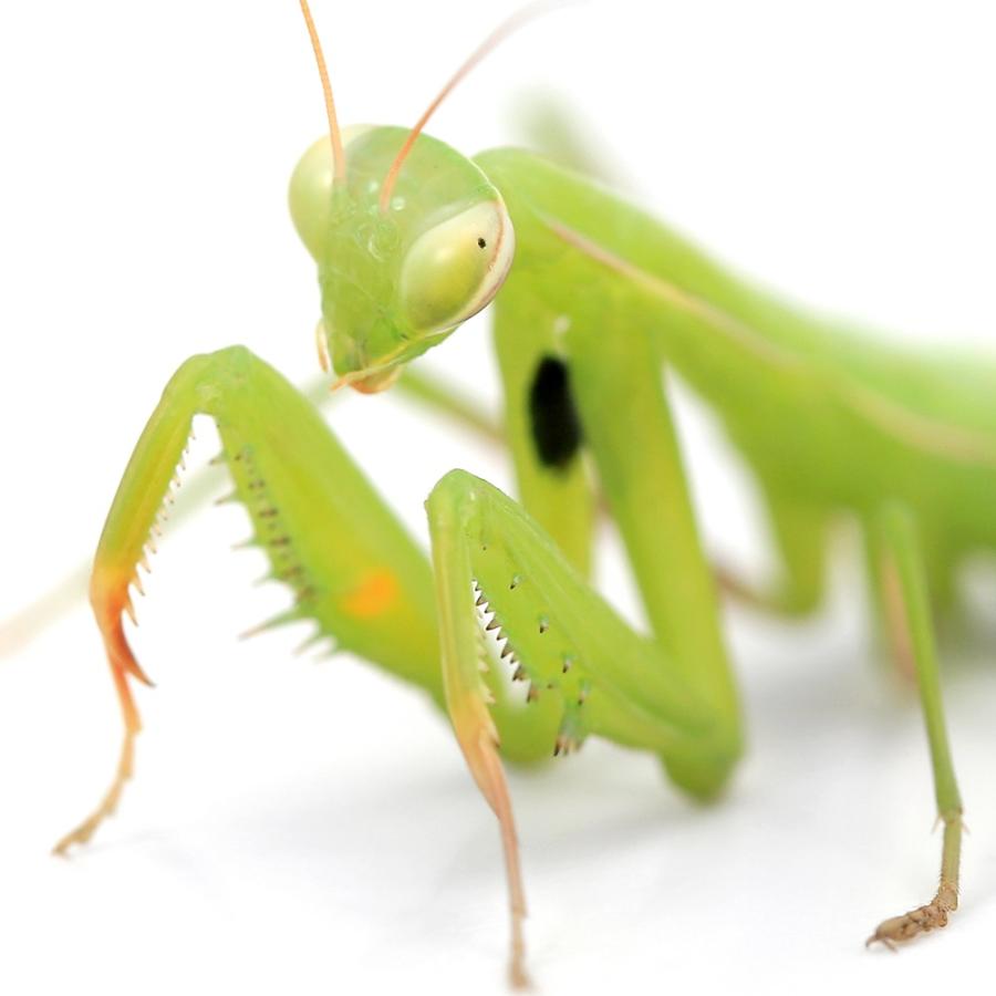 入荷未定）（昆虫）ウスバカマキリ 幼虫 WD（1匹） 北海道・九州