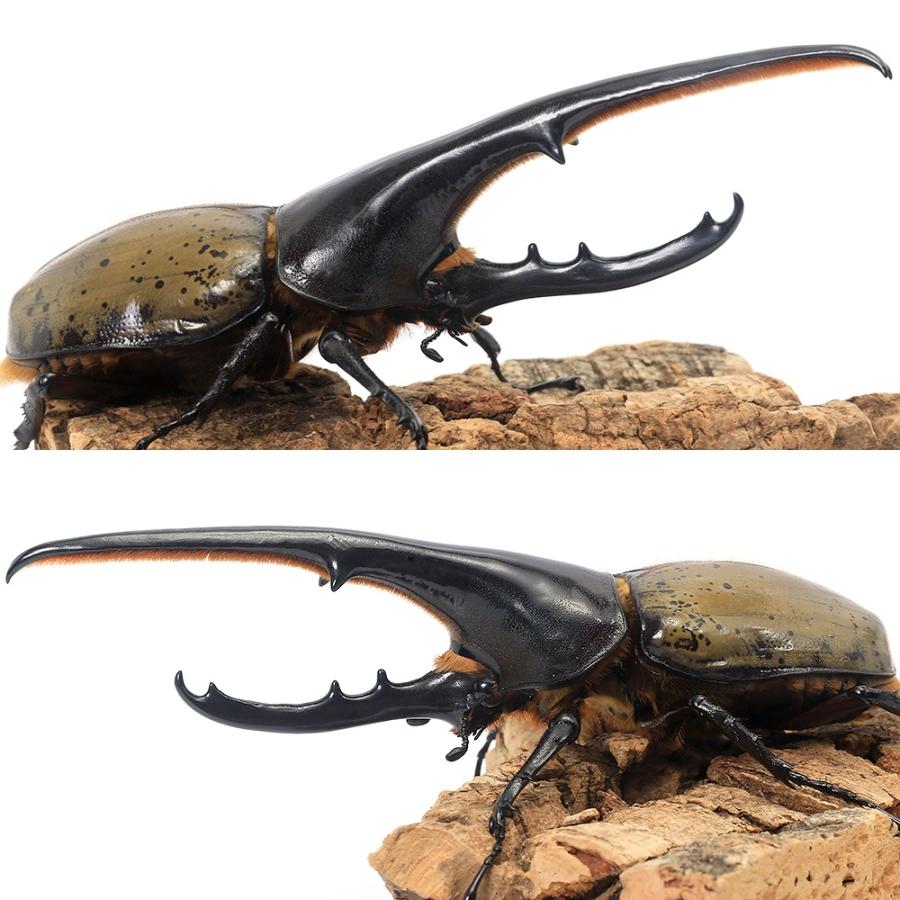 ゴルフ [2/3] 2019年 新品 未使用 日本仕様 ｺﾞﾙﾌｸﾗﾌﾞ￥75,000 保証書有 