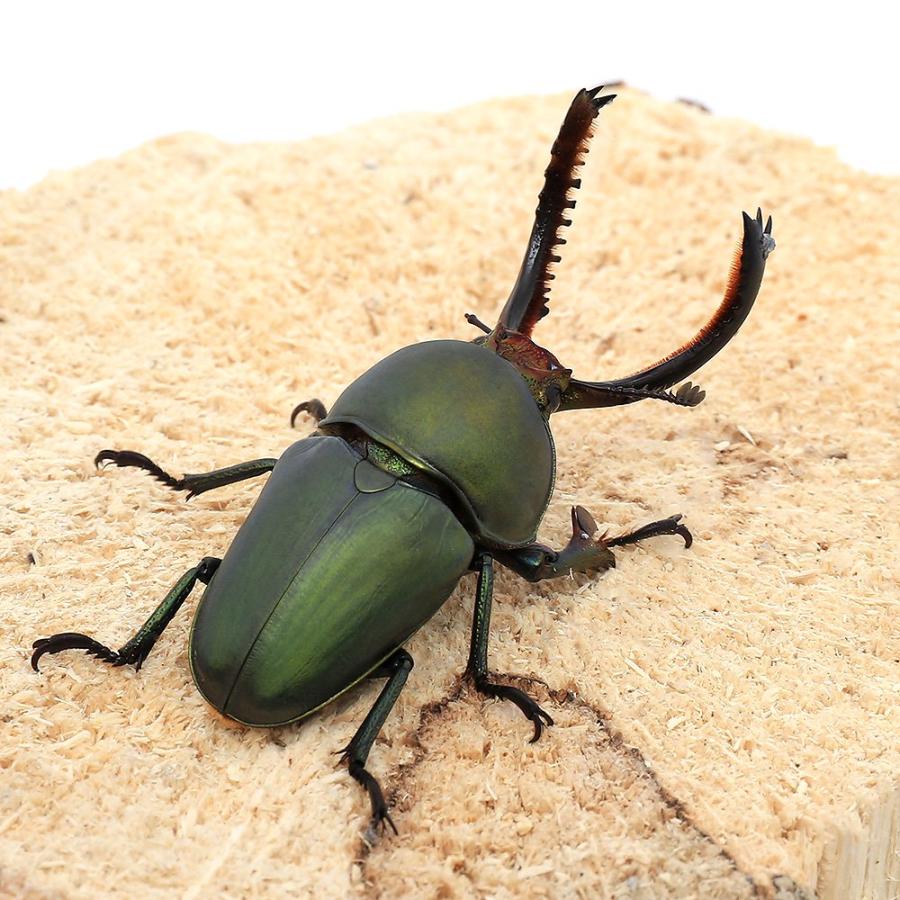 世界昆虫大百科 第3弾 抽選 当選品「パプアキンイロクワガタ♀」3体セット 世界昆虫大百科 第3弾 抽選 当選品「パプアキンイロクワガタ♀」3体