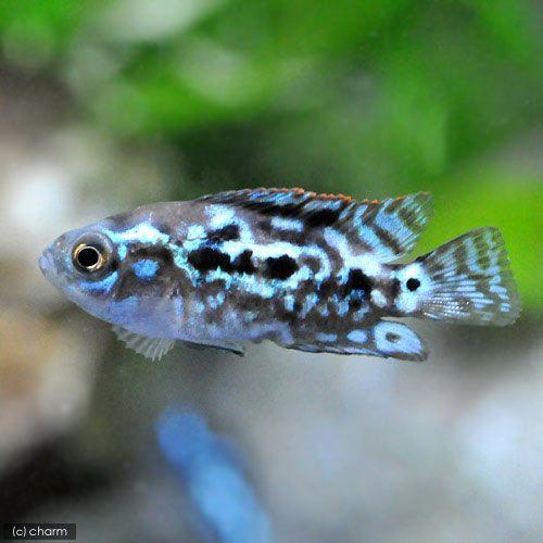 （熱帯魚）ブルーデンプシー（１匹）　北海道・九州航空便要保温 | チャーム（ペット）