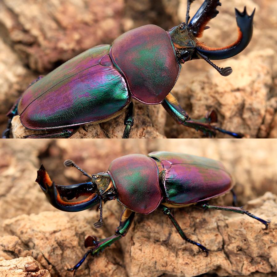 ソウルオブシベリア #1 ククサ LUDENS軍幕ポーチセット Soul of