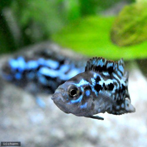 （熱帯魚）ブルーデンプシー（１匹）　北海道・九州航空便要保温 | チャーム（ペット） | 01