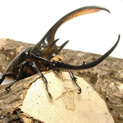 入荷未定）（昆虫）ネプチューンオオカブトムシ コロンビア サンタン