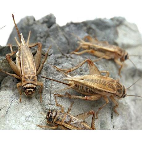 生餌）死着保証なし カキ殻パウダー付き ヨーロッパイエコオロギ L 