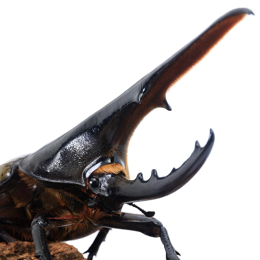 （昆虫）一点物　ヘラクレス・ヘラクレス　グアドループ産　オス１４９ｍｍ　メス５７ｍｍ（１ペア） の商品画像