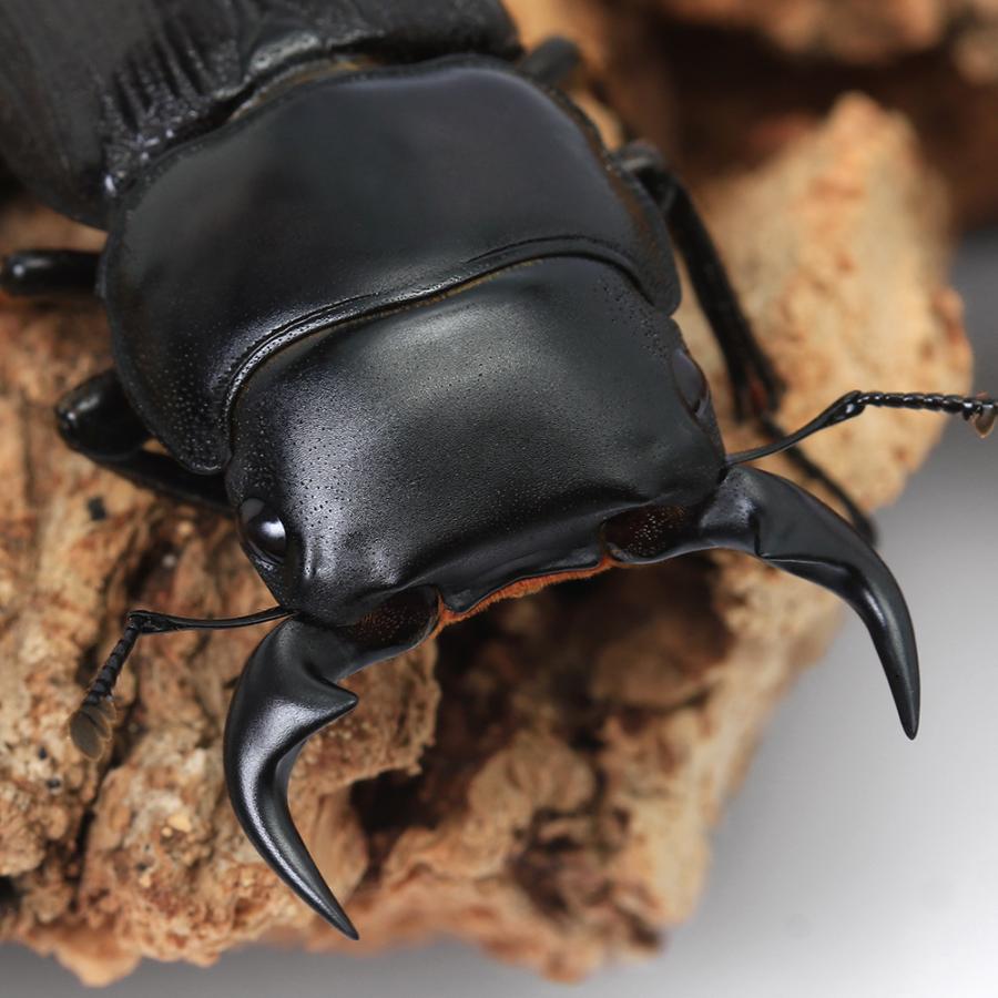 昆虫）パリーオオクワガタ（亜種セツロウ）ミンダナオ島