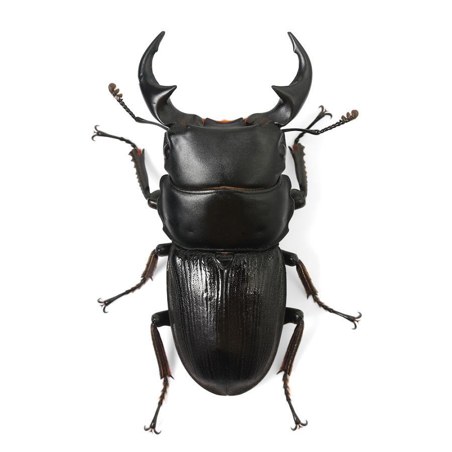 昆虫）パリーオオクワガタ（亜種セツロウ）ミンダナオ島 キダパワン産