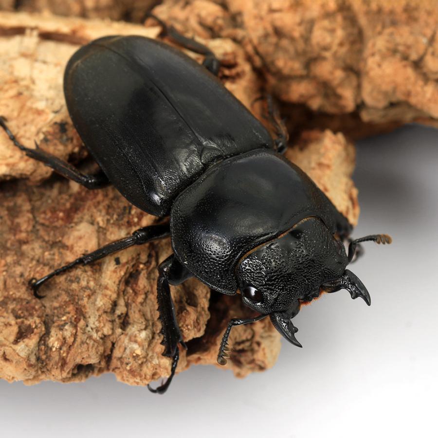 昆虫）ミンダナオヒラタクワガタ ミンダナオ島 キダパワン産 成虫 WC