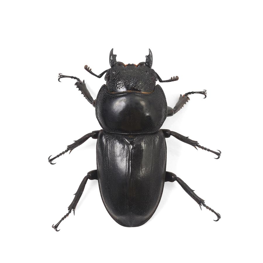 昆虫）ミンダナオヒラタクワガタ ミンダナオ島 キダパワン産 成虫 WC