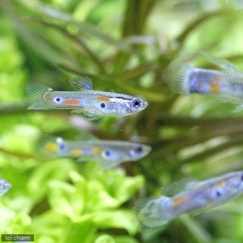 熱帯魚 ワイルドフォーム グッピー １ペア 北海道航空便要保温 Sonicacts Com