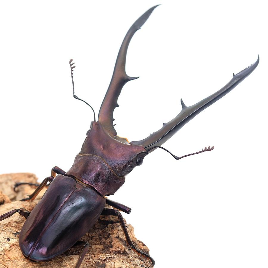 昆虫)メタリフェルホソアカクワガタ(亜種フィナエ)パープル系 昆虫)メタリフェルホソアカクワガタ(亜種フィナエ)パープル系