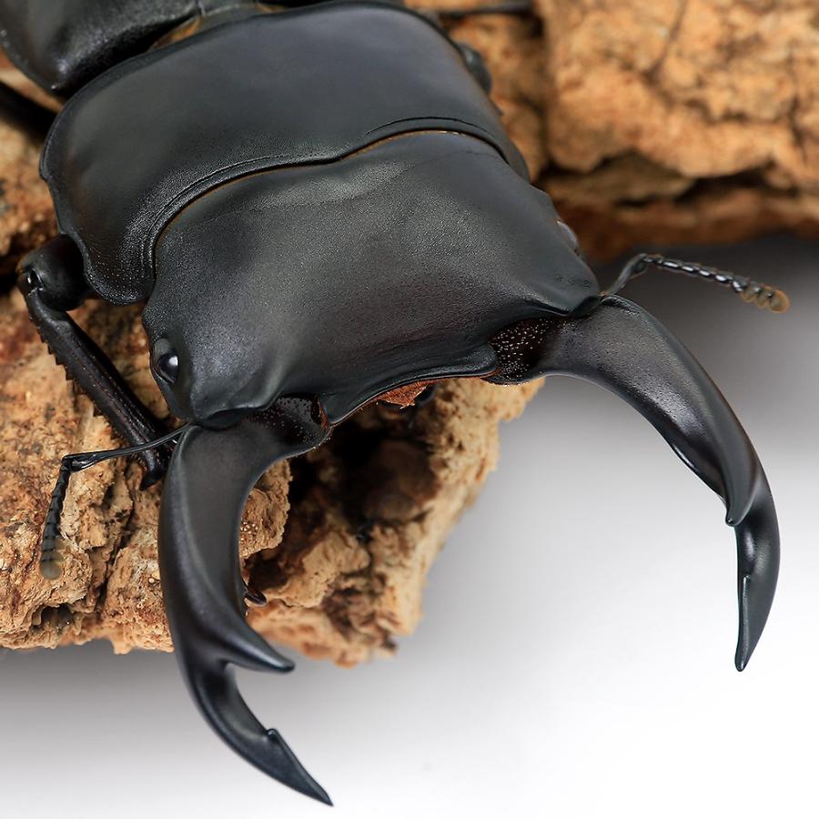 （昆虫）国産オオクワガタ　香川県綾歌郡綾川町産　成虫　７５〜７９ｍｍ（１ペア） の商品画像