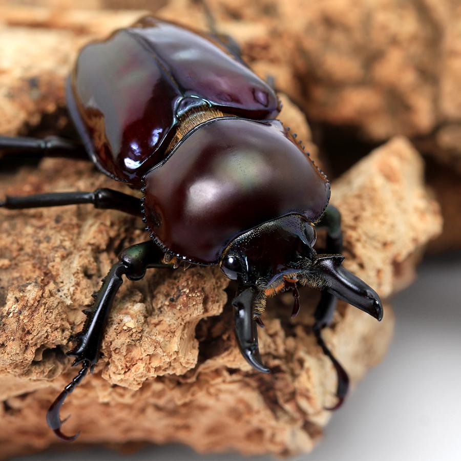 昆虫）ニジイロクワガタ”プチ” 紫紺カラー クィーンズランド産 成虫