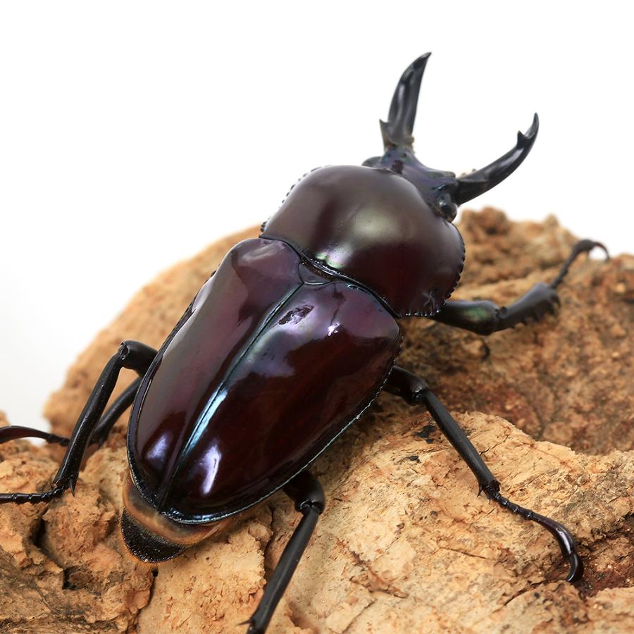 昆虫）ニジイロクワガタ”プチ” 紫紺カラー クィーンズランド産 成虫