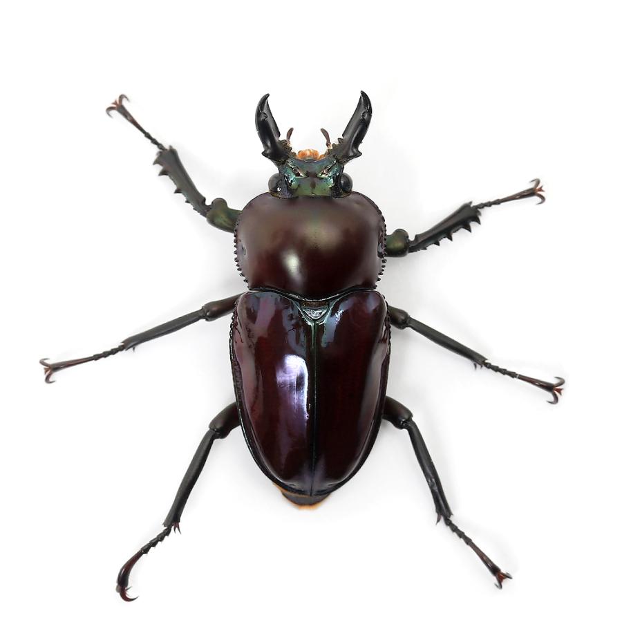 昆虫）ニジイロクワガタ”プチ” 紫紺カラー クィーンズランド産 成虫