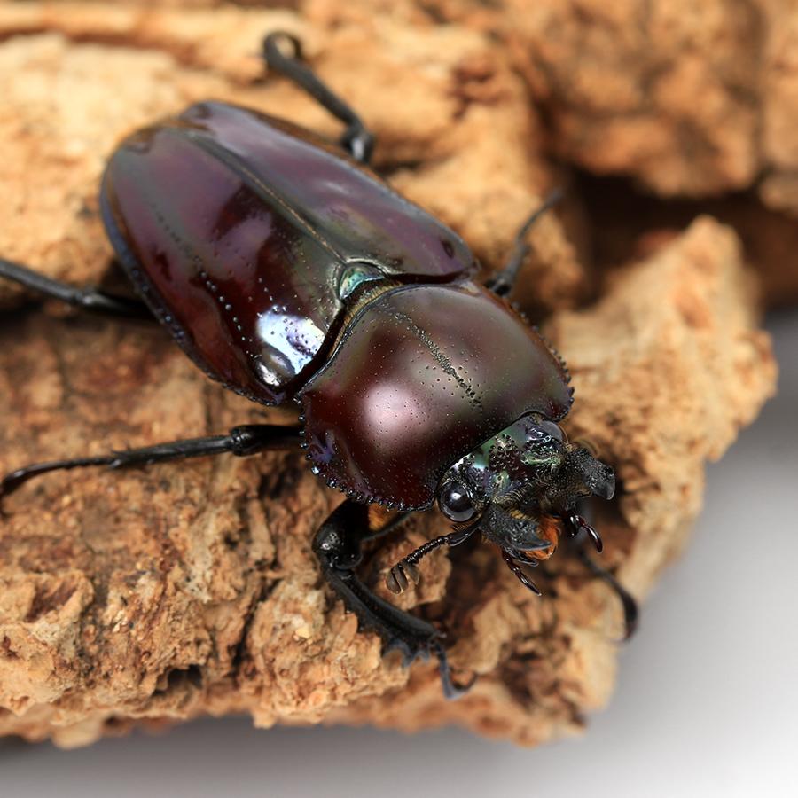 昆虫）ニジイロクワガタ”プチ” 紫紺カラー クィーンズランド産 成虫