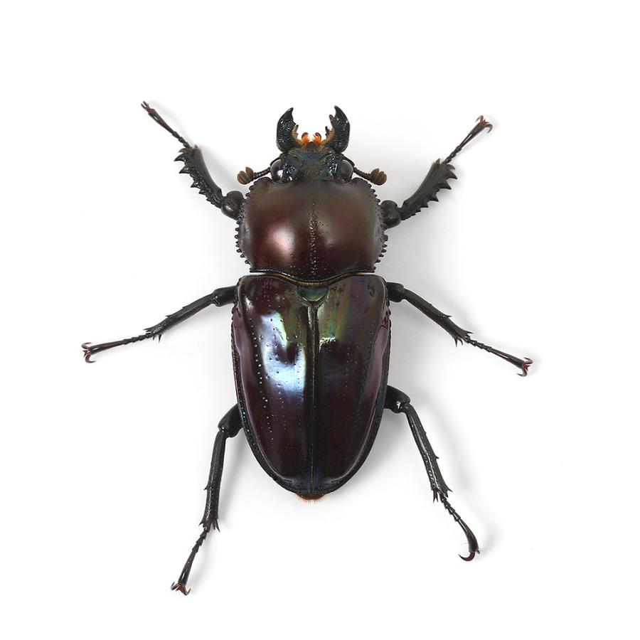 昆虫）ニジイロクワガタ”プチ” 紫紺カラー クィーンズランド産 成虫