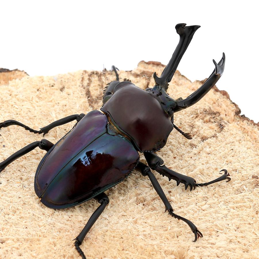 ニジイロクワガタ　美品 imgrc0114909470.jpg