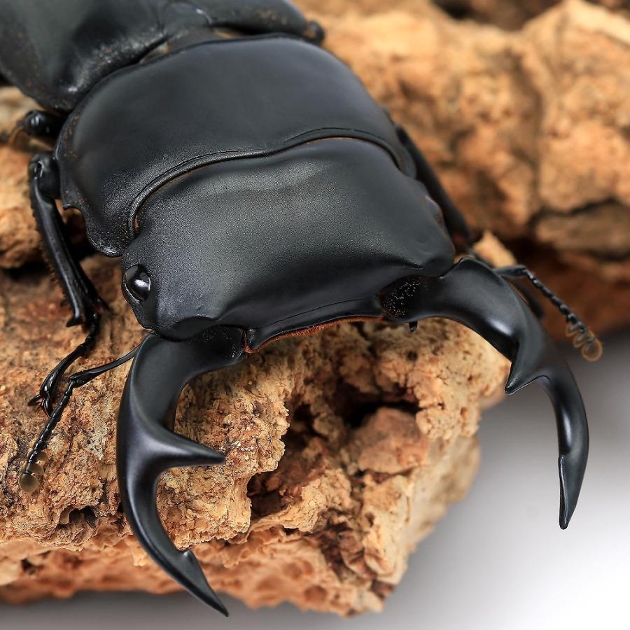 昆虫）クルビデンスオオクワガタ ベトナム イェンバイ産 成虫 WC