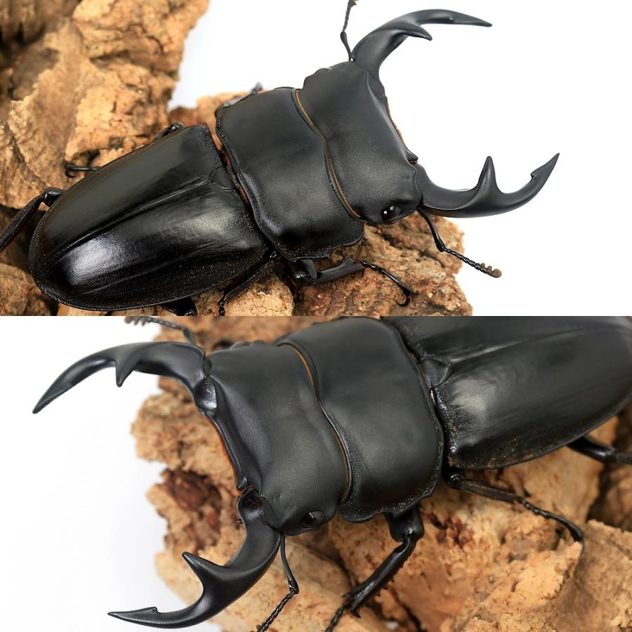 クルビデンスオオクワガタ 成虫ペア 昆虫）クルビデンスオオクワガタ ベトナム イェンバイ産 成虫 WC