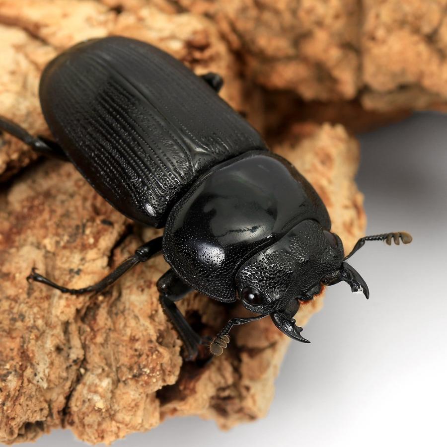 昆虫）クルビデンスオオクワガタ ベトナム イェンバイ産 成虫 WC