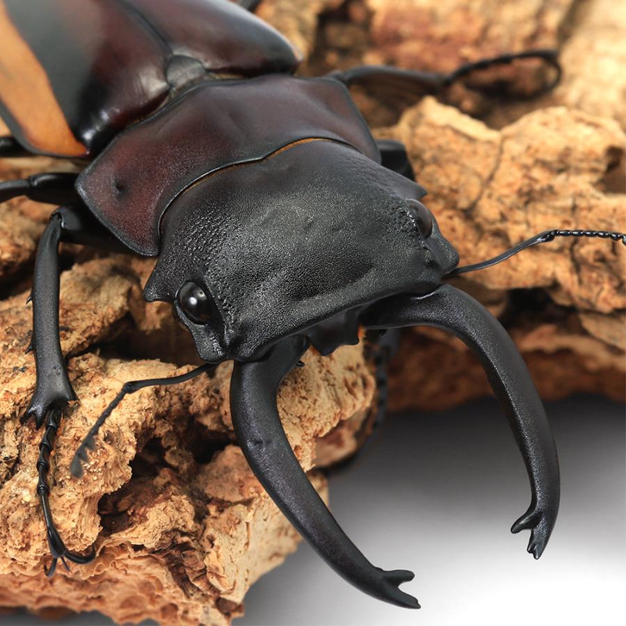 昆虫）スティーブンスツヤクワガタ（亜種duivenbodei